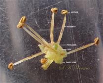  Male flower